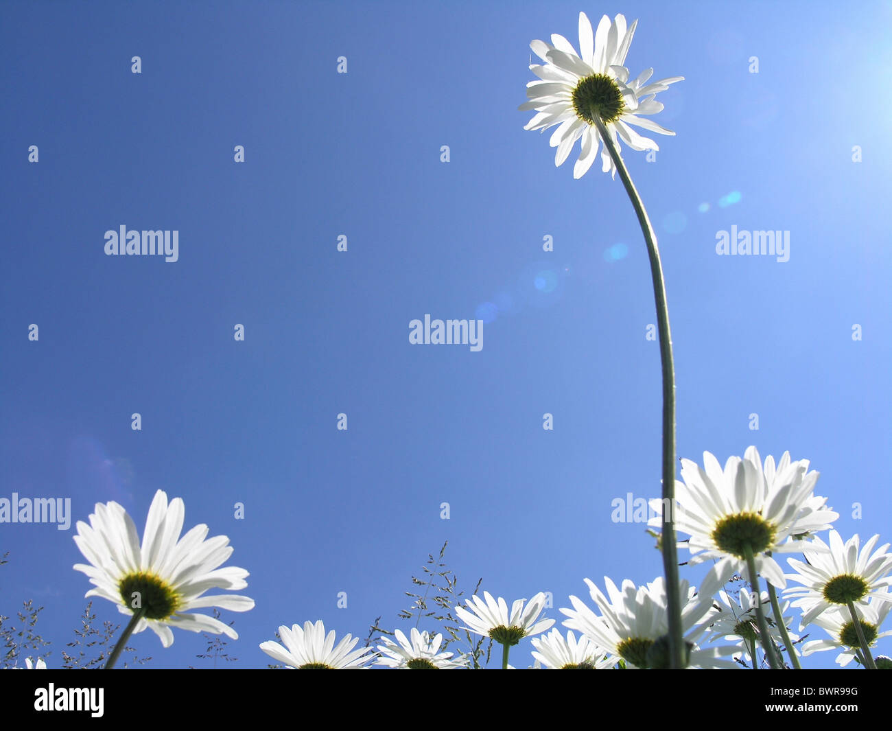 Oxeye daisies marguerite flowers bloom blooming flower blue sky meadow close-up detail Stock Photo