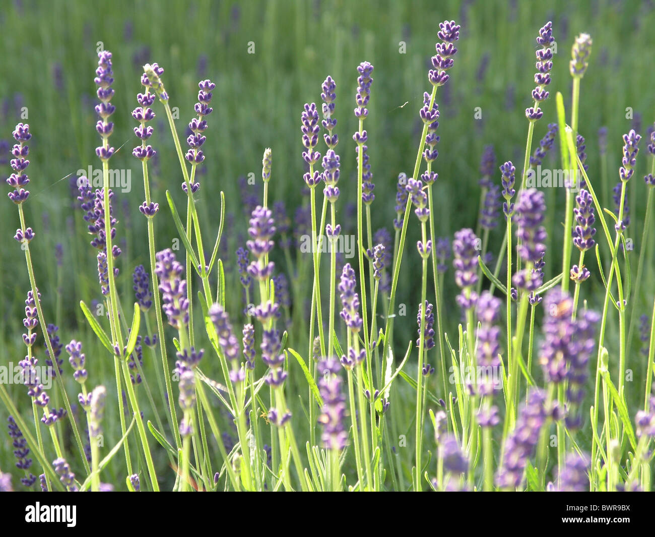 Lavender plant blooming blossom flowers detail Stock Photo Alamy