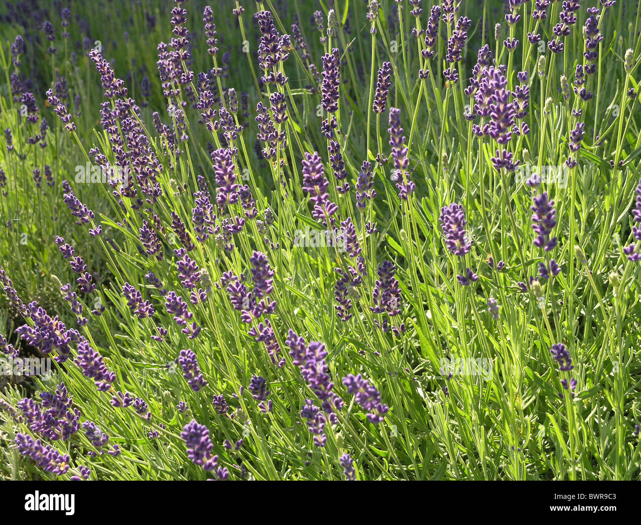 Lavender plant blooming blossom flowers detail Stock Photo Alamy