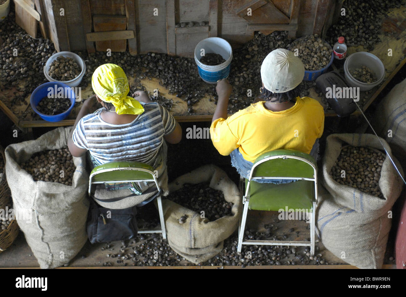 Grenada Carribean Gouyave city town Gouyave nutmeg nutmegs factory