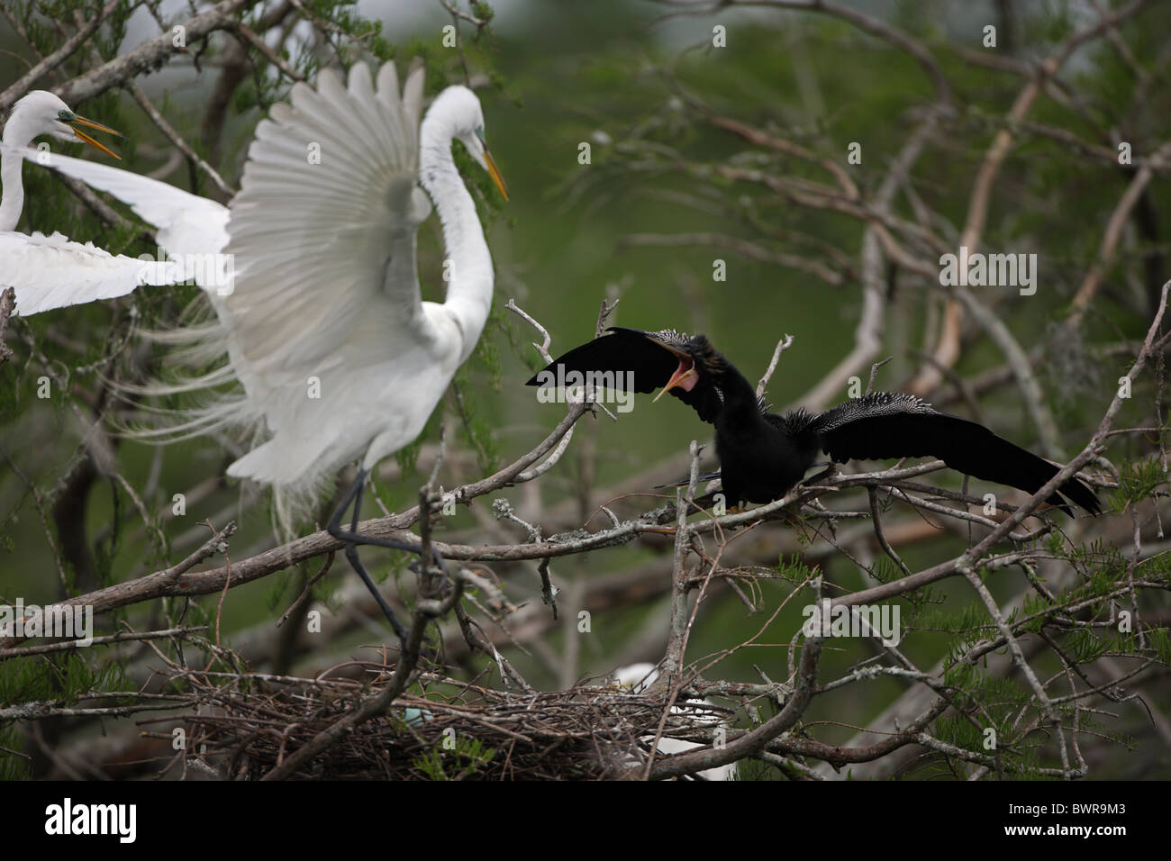 Louisiana swamp bird hi-res stock photography and images - Alamy