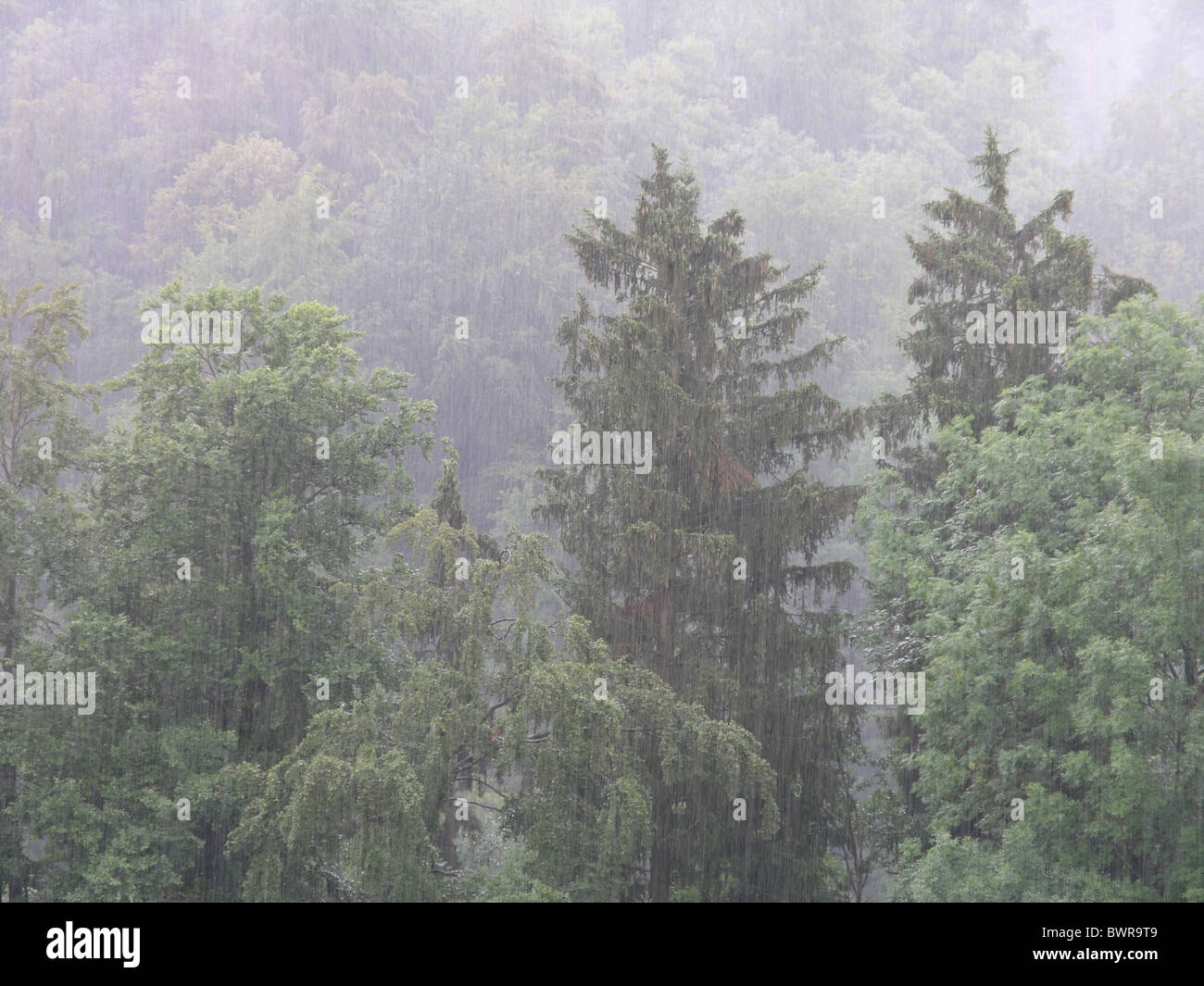 Rain rainfall forest trees nature rainy weather Stock Photo