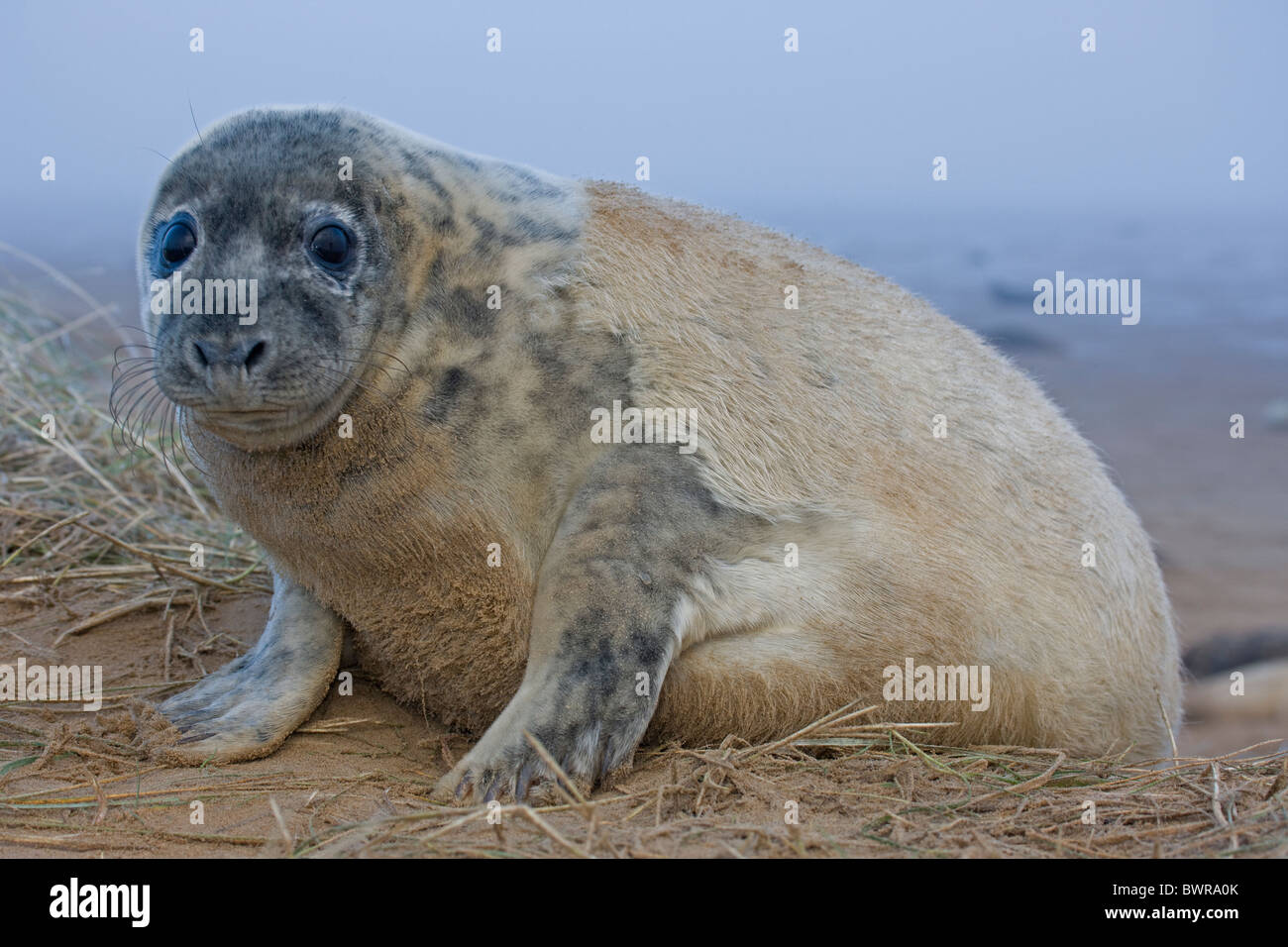 Grey Seal (Halichoerus grypus) - Pup portrait - Shows molting of creamy ...