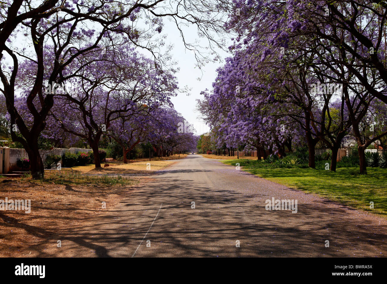 Jacaranda trees throw shadows on a broad street in the city of Bulawayo, Zimbabwe Stock Photo