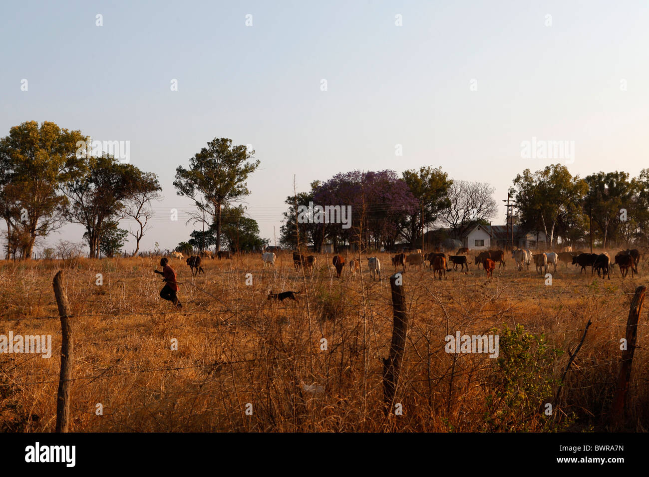 A young man with a dog runs across a field holding cattle close to Bulawayo, Zimbabwe. Stock Photo