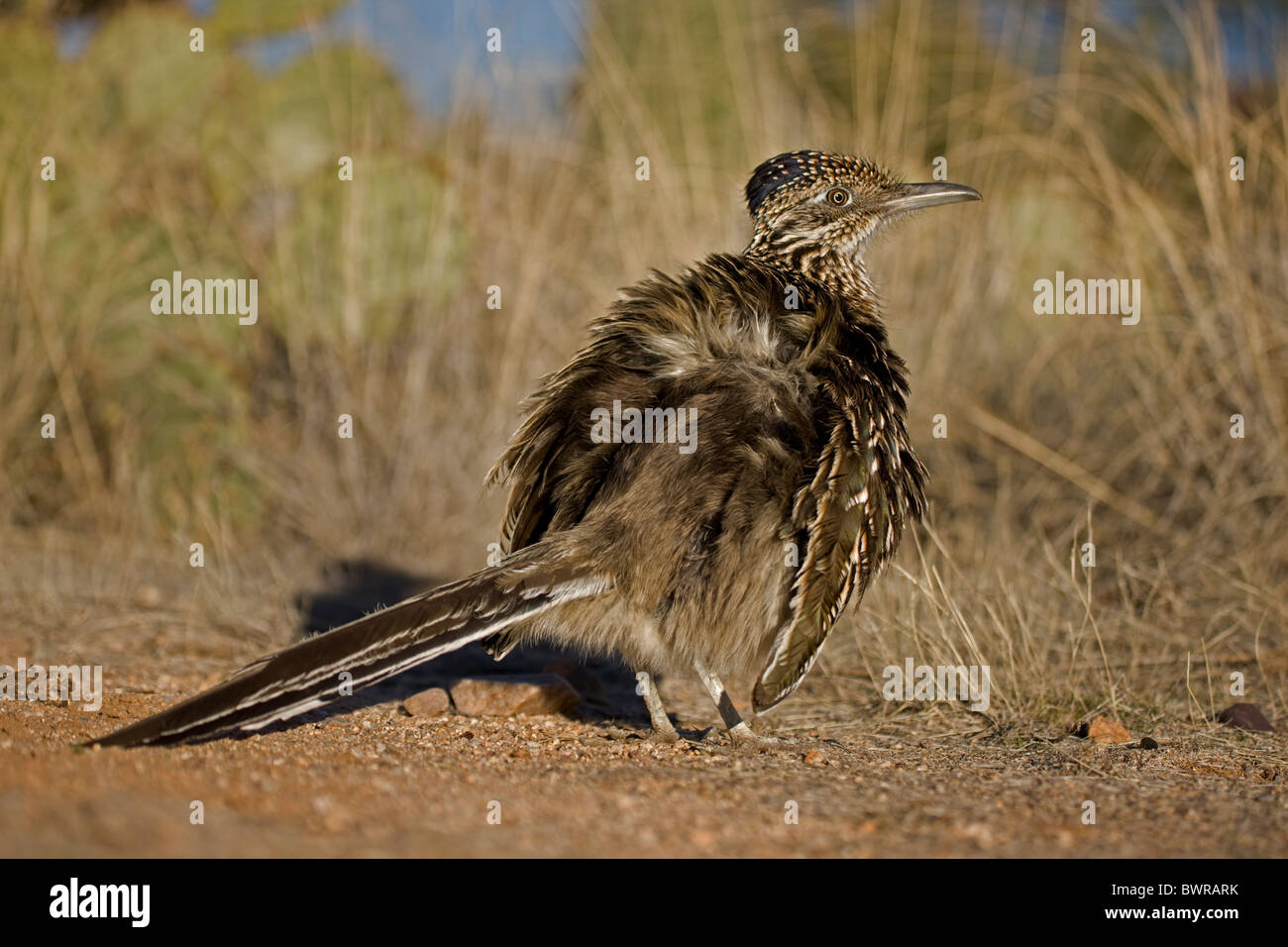 Greater Roadrunner (Geococcyx californianus) Arizona warming itself by erecting feathers to allow sun to strike directly on skin Stock Photo