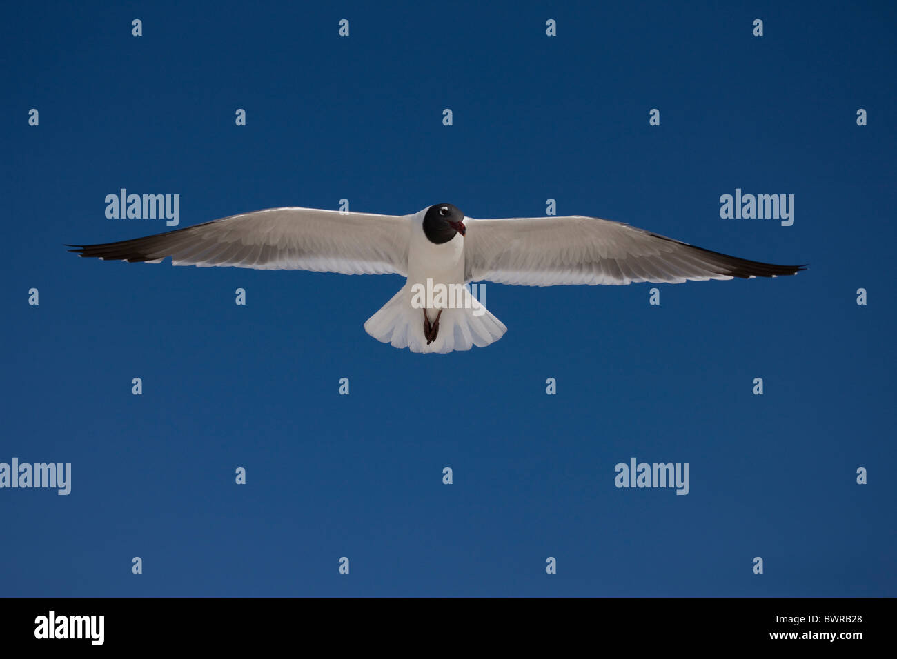 Laughing Gull (Larus atricilla) - Adult in Breeding Plumage - On Gulf of Mexico coast - Mississippi - USA Stock Photo