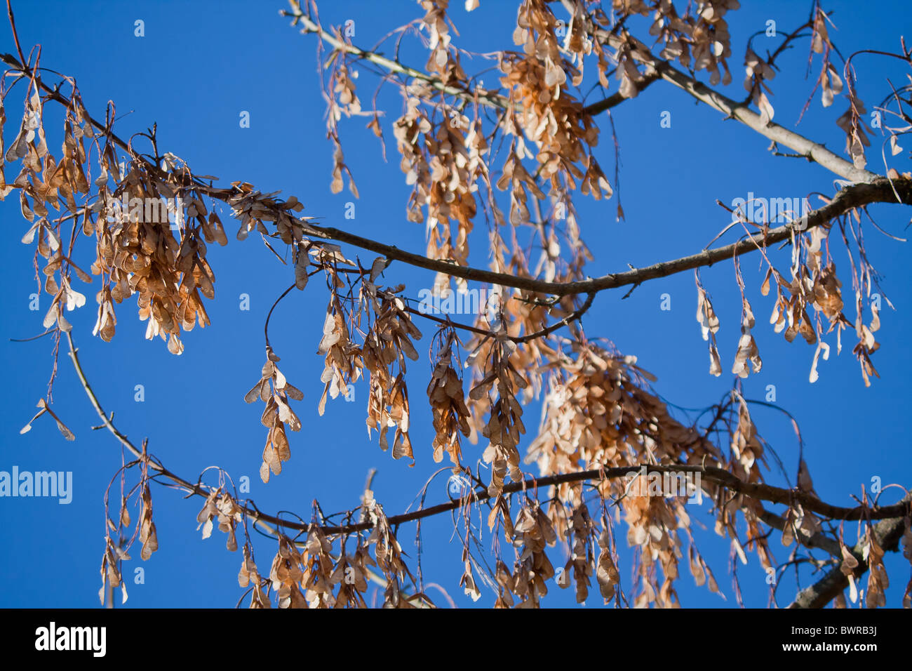 Box Elder (Acer negundo) seeds against blue sky Stock Photo Alamy