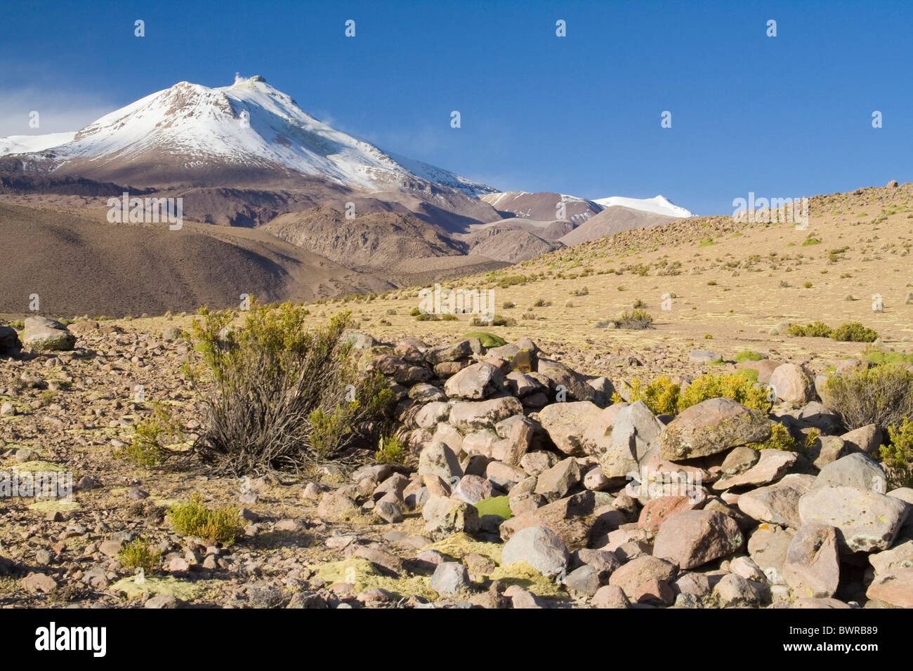 Chile South America Gualatiri volcano Altiplano Puna America Andes mountain  mountains loneliness grass sky Stock Photo - Alamy