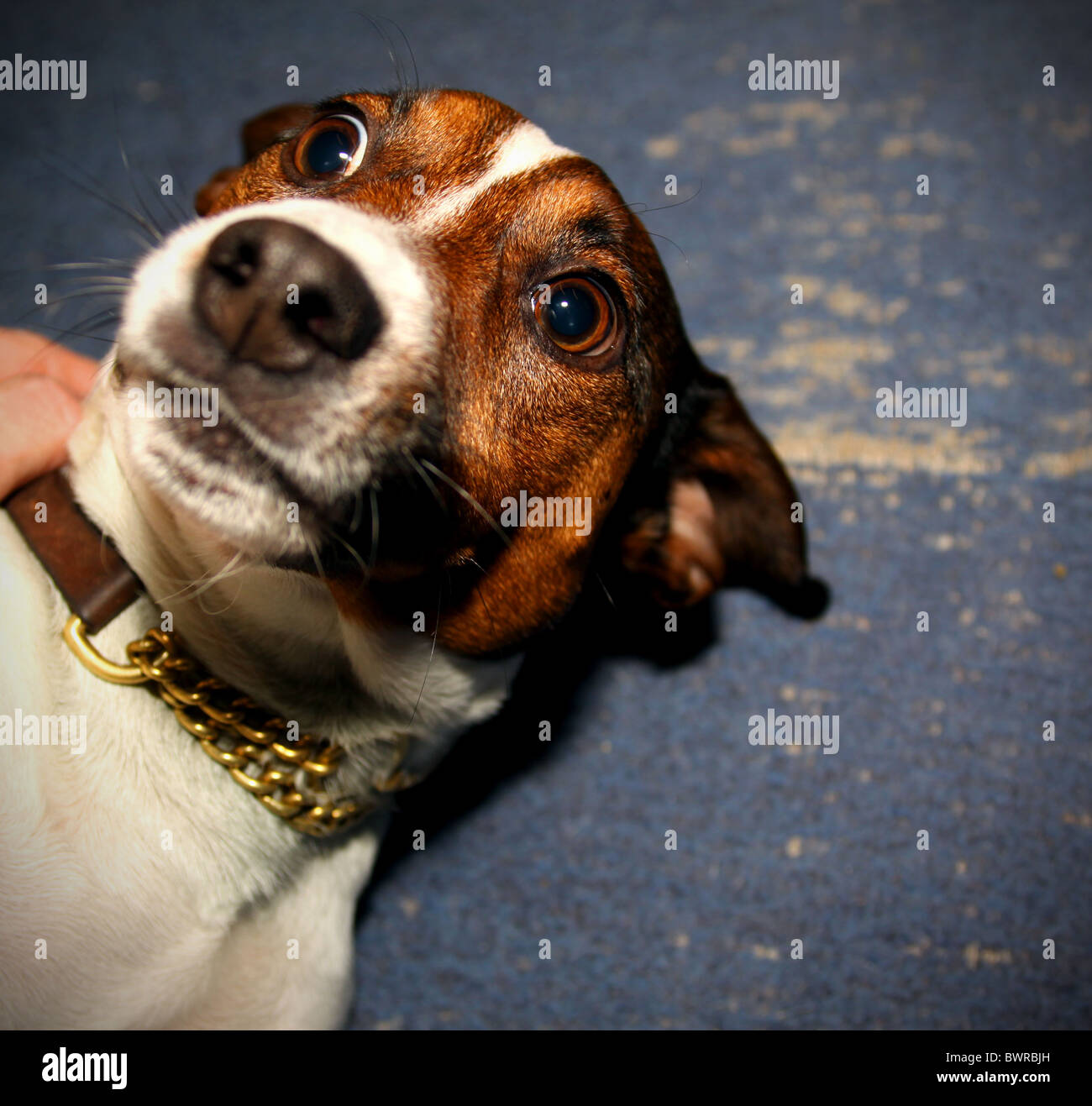 jack russell terrier mutt