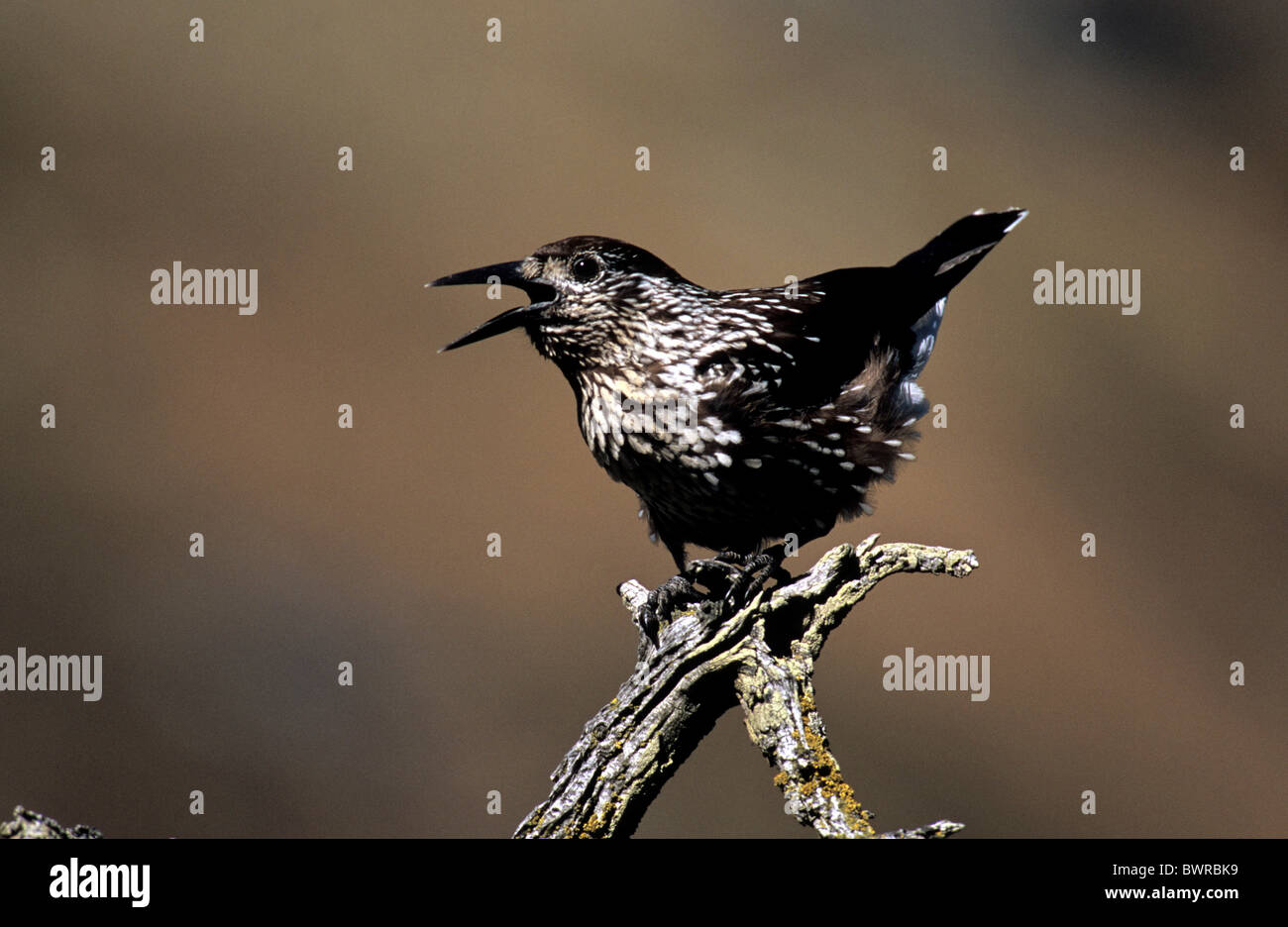 Spotted Nutcracker Switzerland Europe Zervreila Canton Grisons