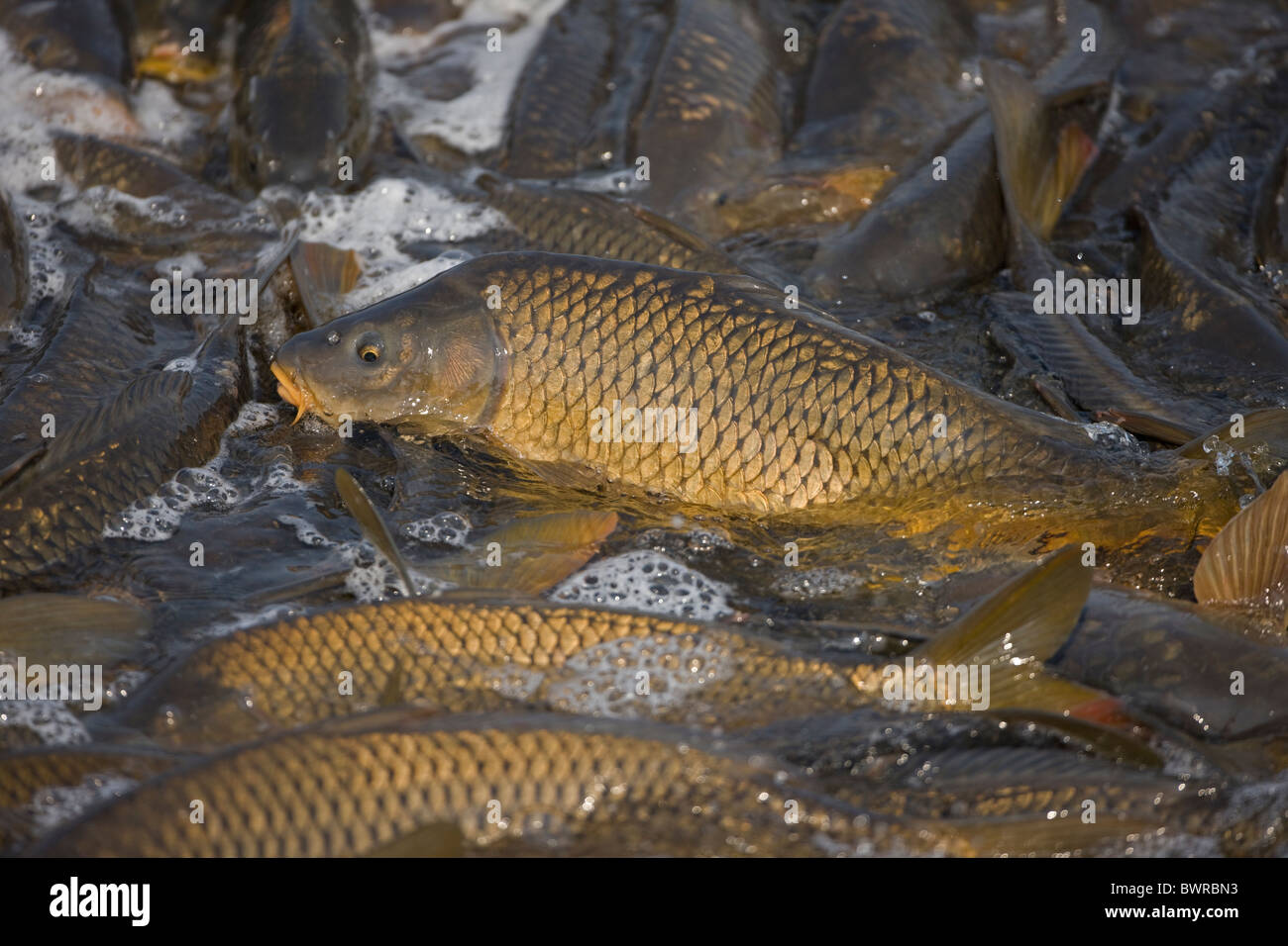 Carp (Cyrinus carpio) New York USA Swimming up channel from canal in order to reach warm water lake Stock Photo