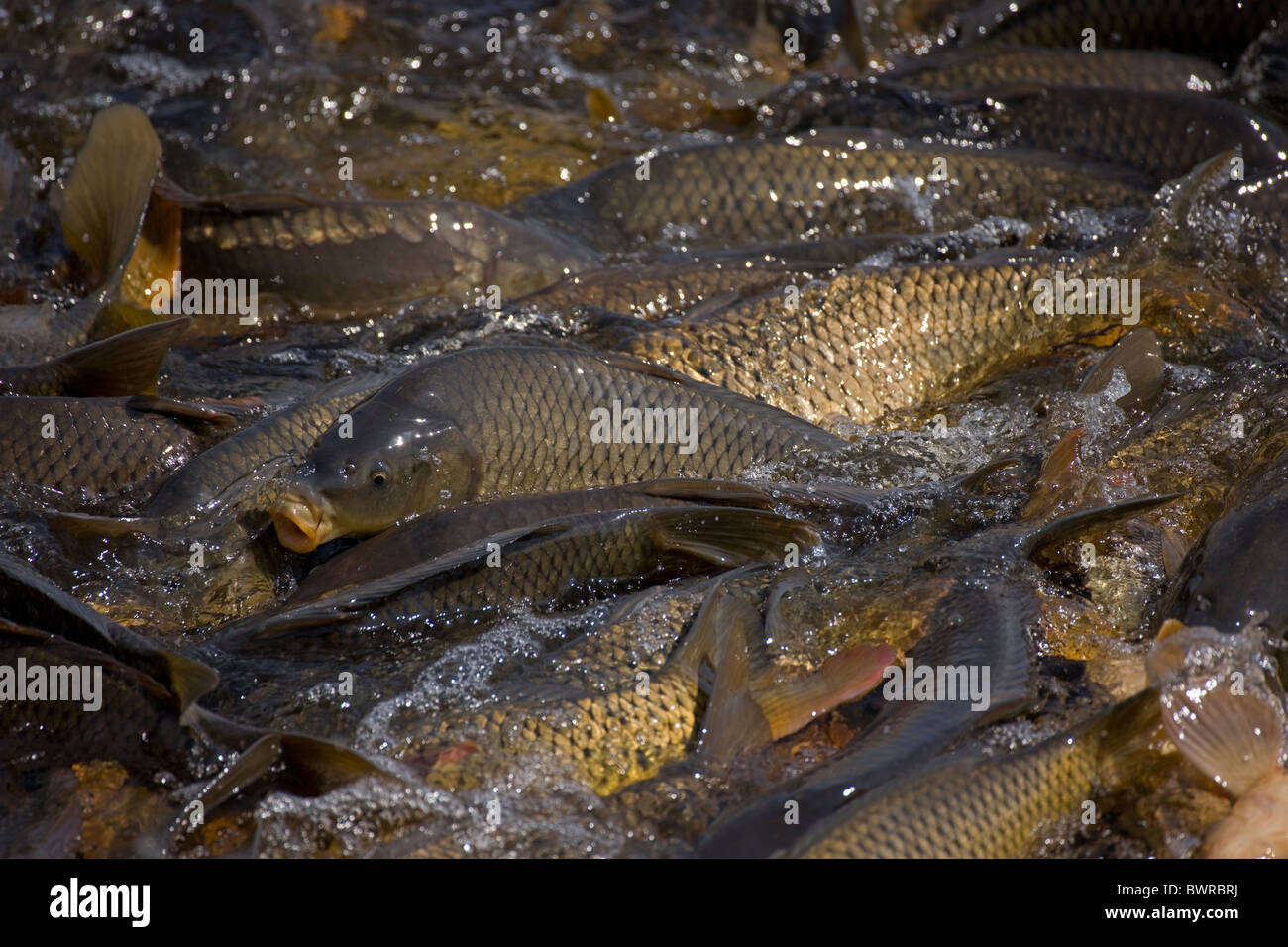 Carp (Cyrinus carpio) New York USA Swimming up channel from canal in order to reach warm water lake Stock Photo