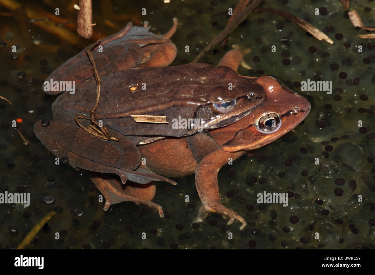 Wood frogs Rana sylvatica (Lithobates) pair in amplexus in vernal pool