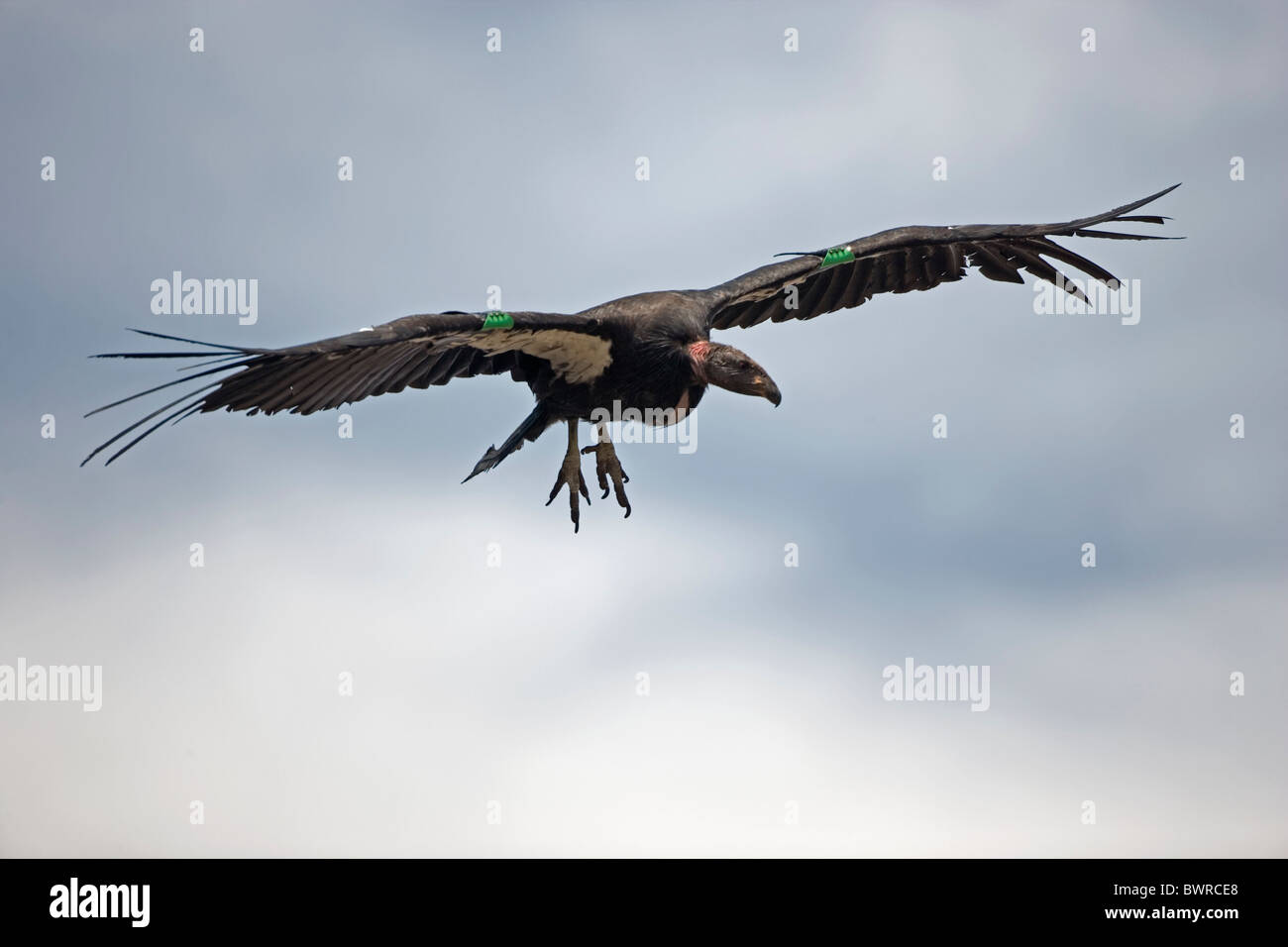 California Condor Gymnogyps californianus Arizona Endangered species Stock Photo