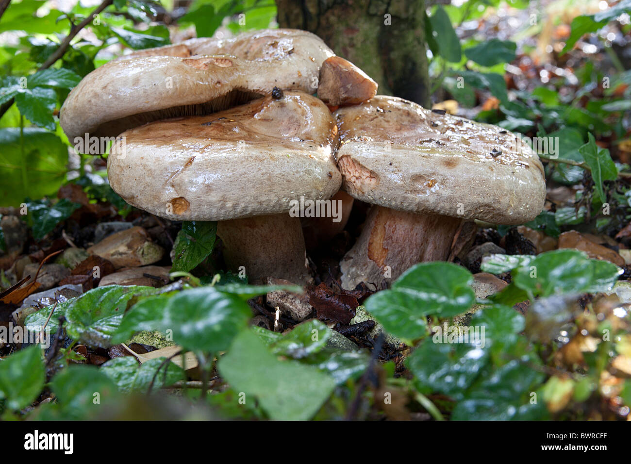 wild mushrooms growing among ivy in woodland, Hampshire, England Stock