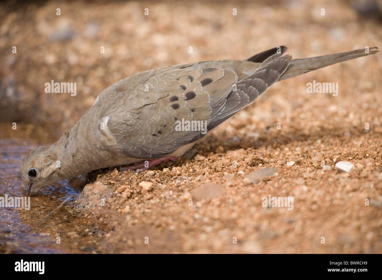 Mourning Dove (Zenaida macroura) Arizona - Drinking from temporary pool Stock Photo