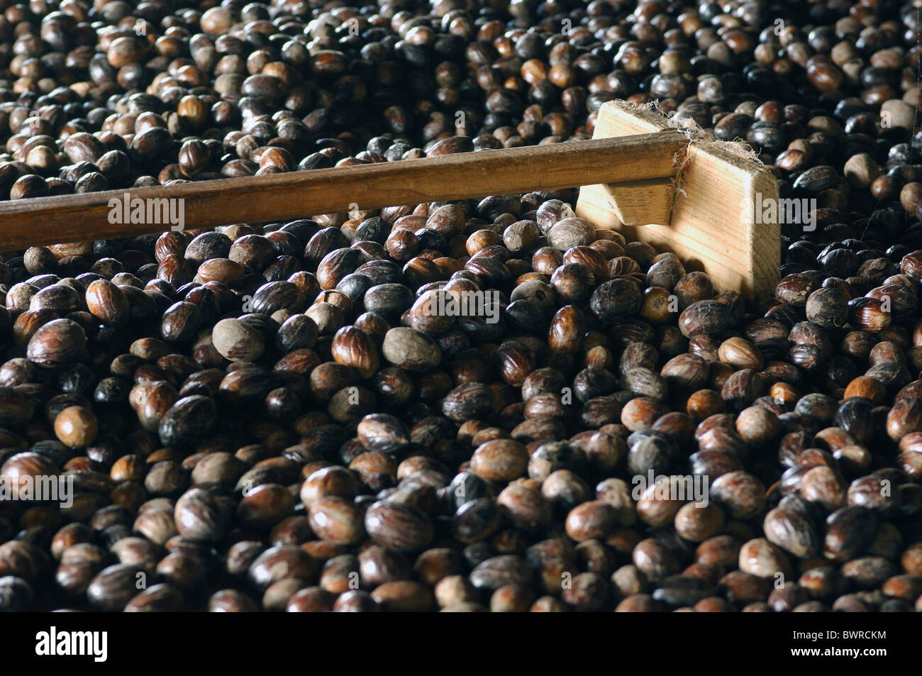 Grenada Nutmegs Carribean Gouyave city town Gouyave nutmeg factory