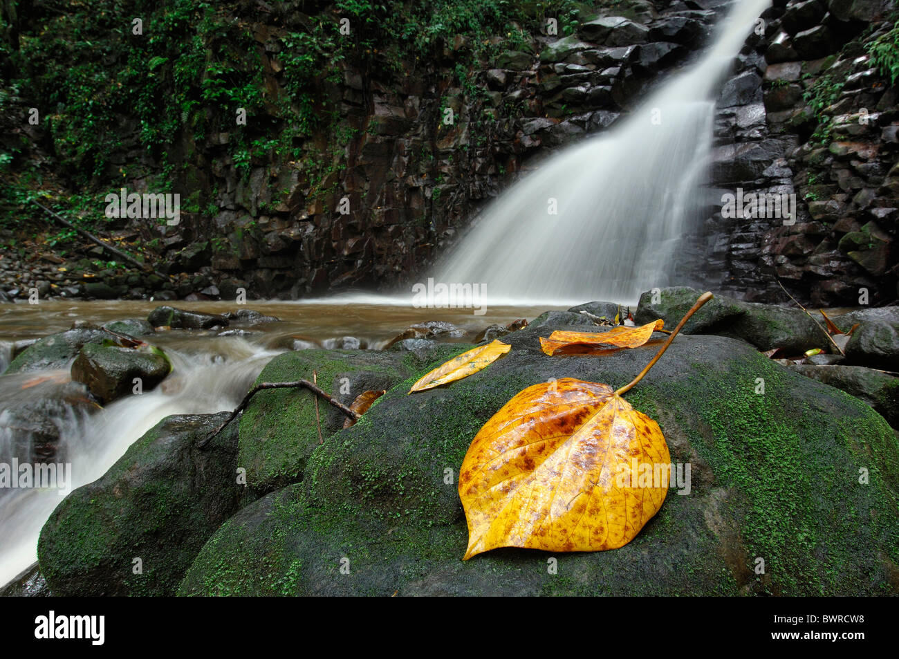 Saint Lucia Enbas Saut Waterfall Edmund Rain Forest Reserve Caribbean Island Leaf Leaves Creek Water Rocks Ro Stock Photo