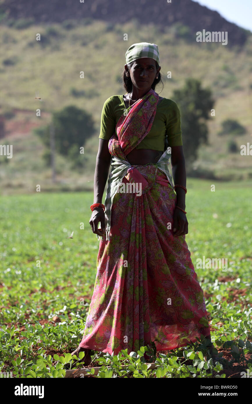 indian woman working in the fields Andhra Pradesh South India Stock ...