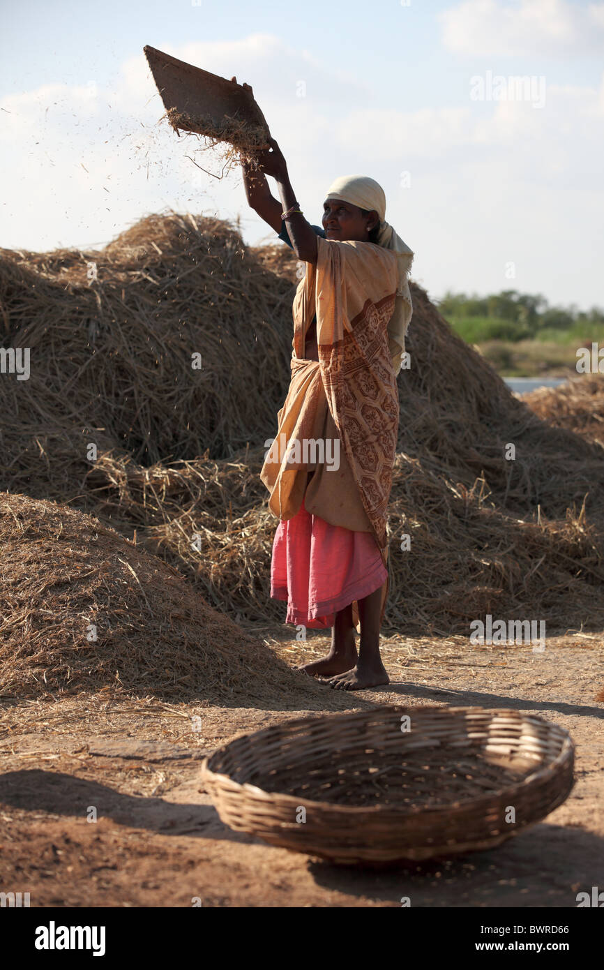 indian woman working Andhra Pradesh South India Stock Photo - Alamy