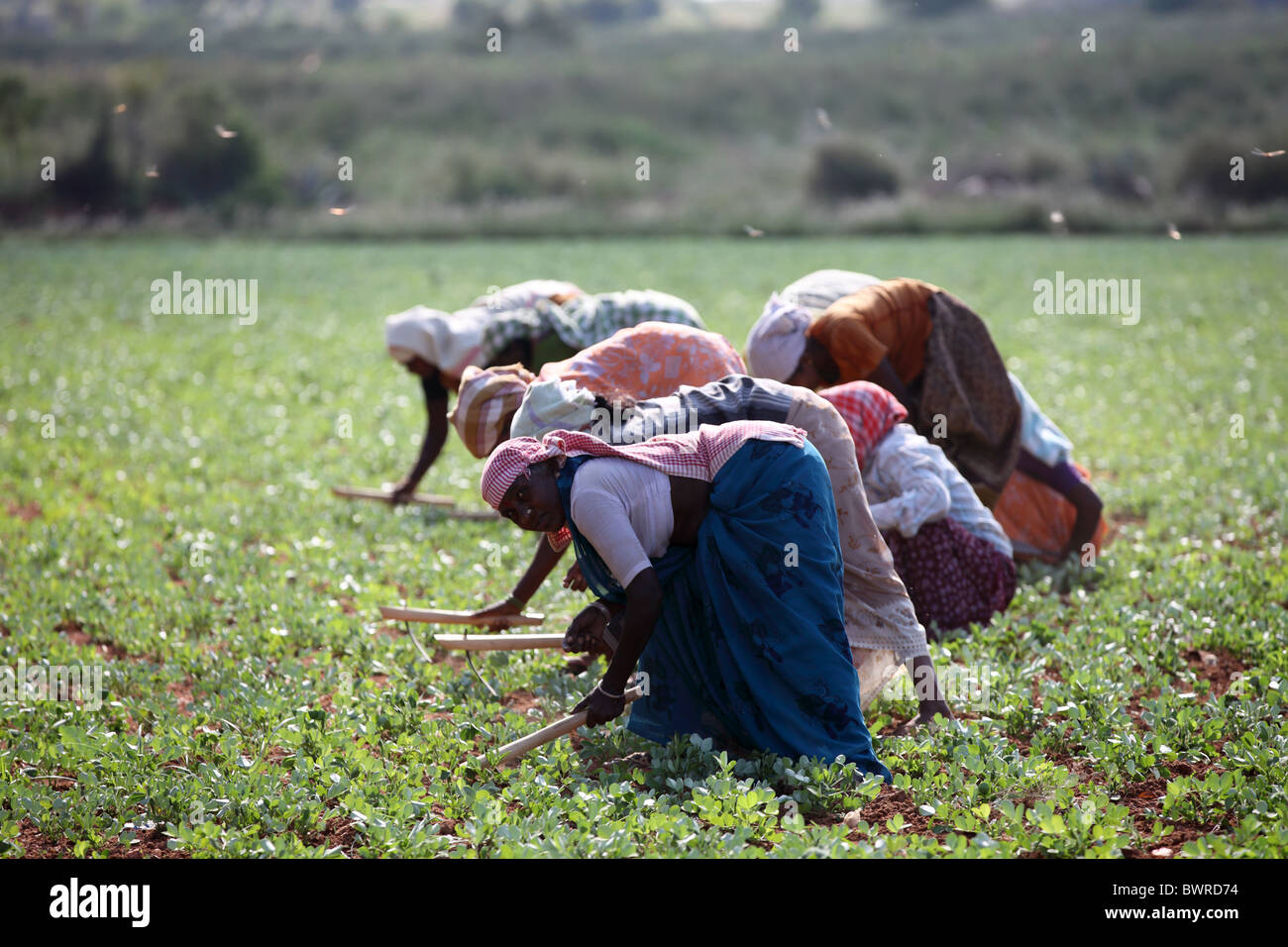 indian women working in the fields Andhra Pradesh South India Stock ...