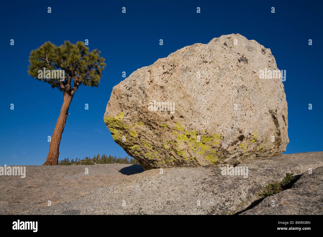 USA America United States North America Olmsted Point California Trees Tree Rock Rocks Landscape scenery S Stock Photo