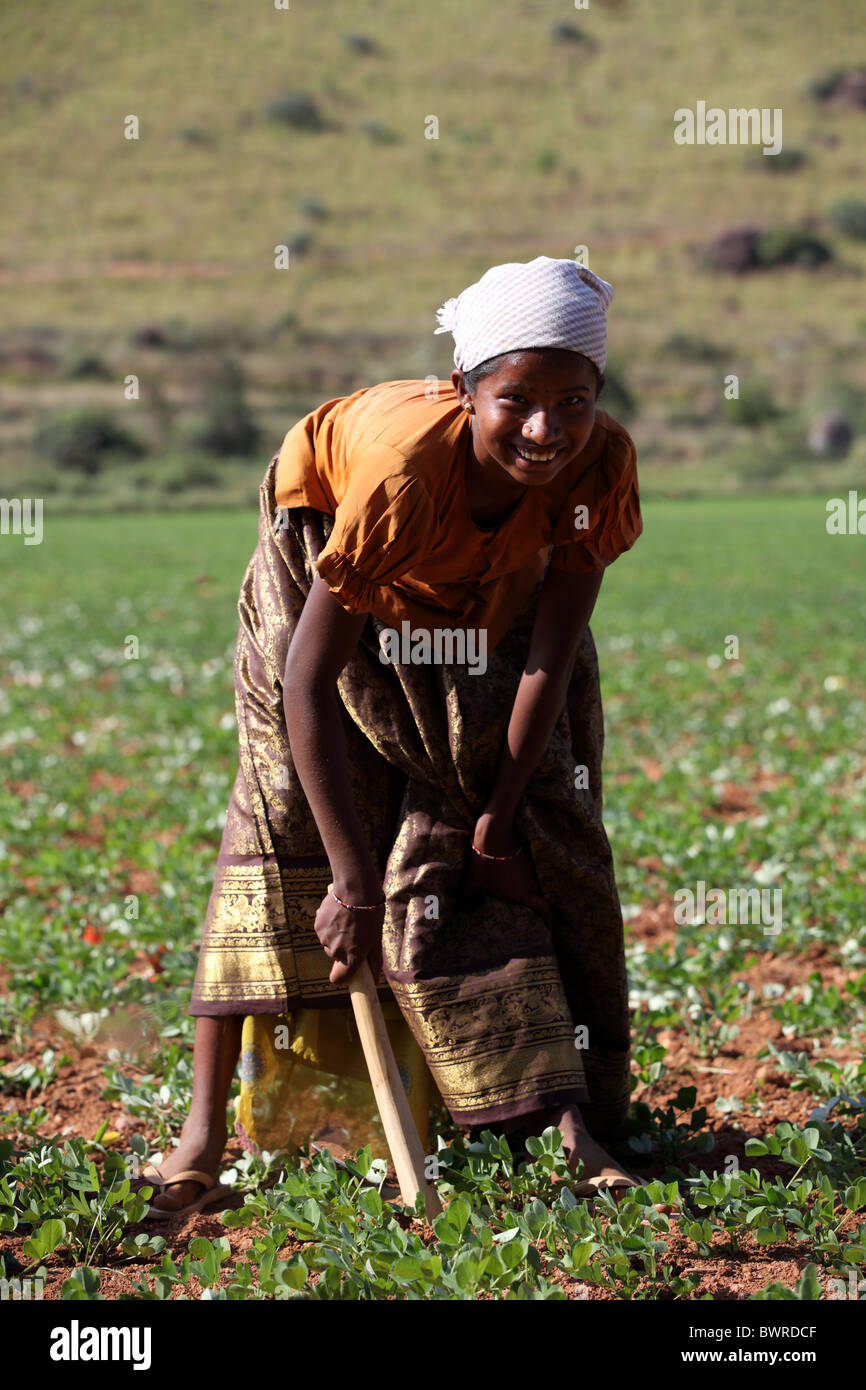 indian girl working in the fields Andhra Pradesh South India Stock ...