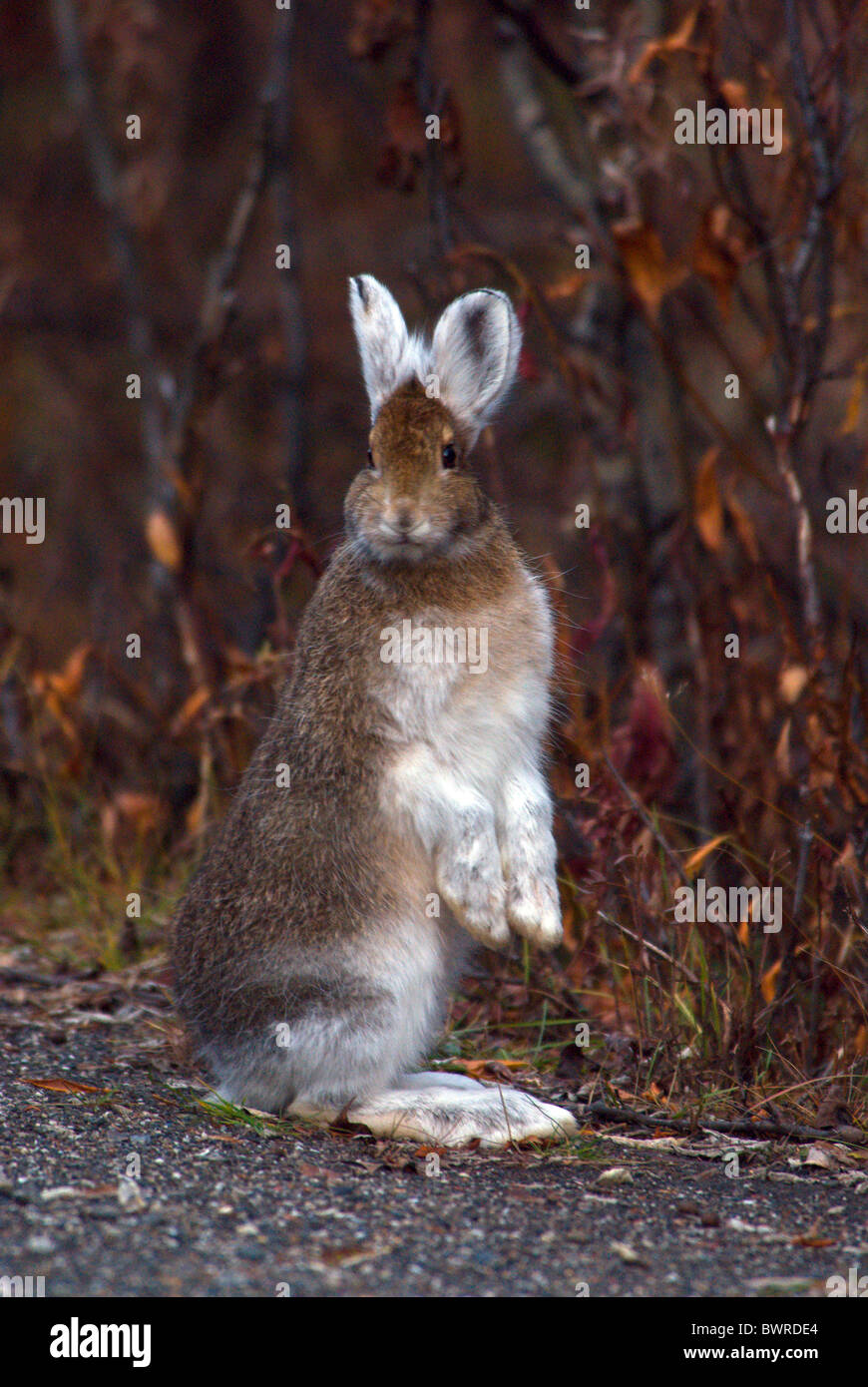 Snowshoe Hare Lepus americanus Denali national park USA America United