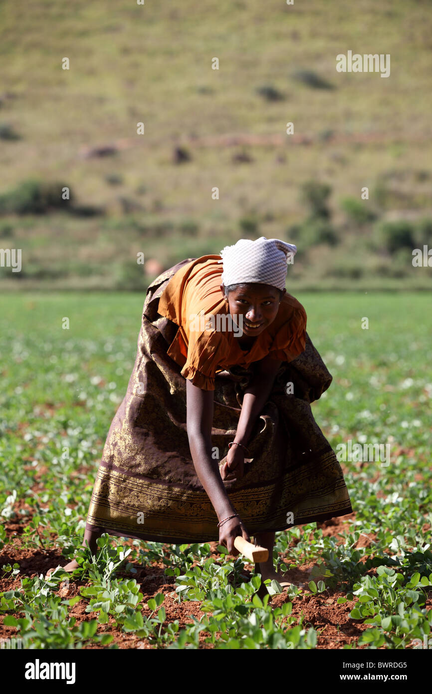 indian girl working in the fields Andhra Pradesh South India Stock ...