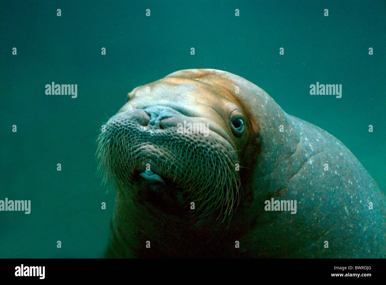 Female walrus hi-res stock photography and images - Alamy