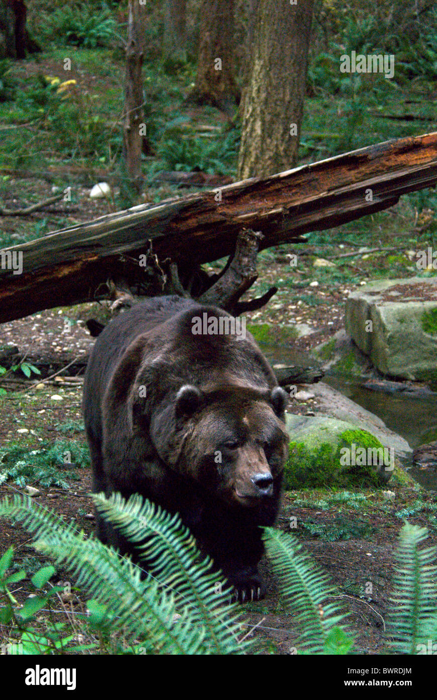 Grizzly Bear Ursus Arctos horribilis 1 Animal Animals Wildlife Fauna Nature Forest Brown bear Bears North A Stock Photo