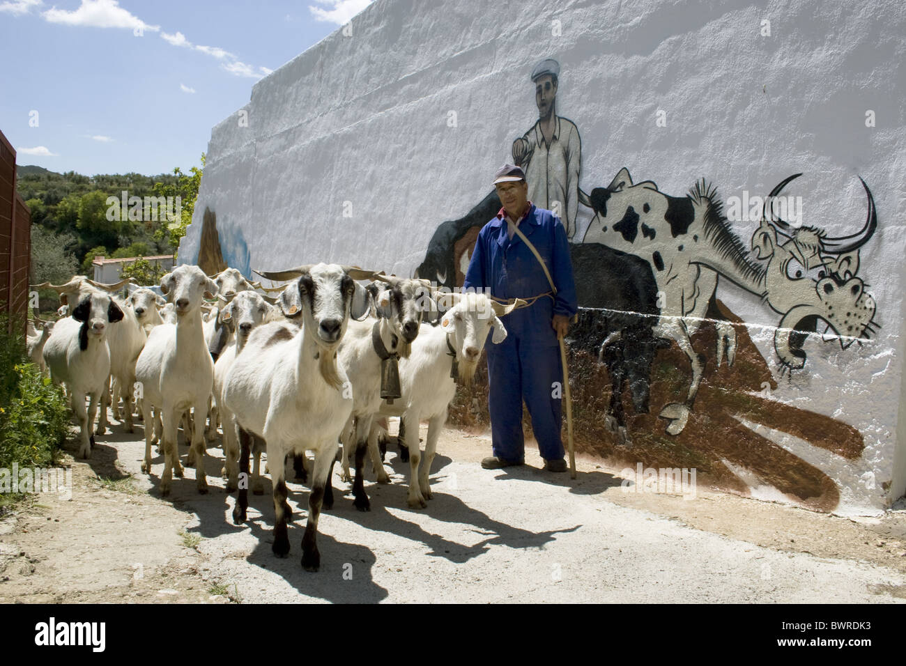 spanish farmer walking through street with herd of goats, Castilla la