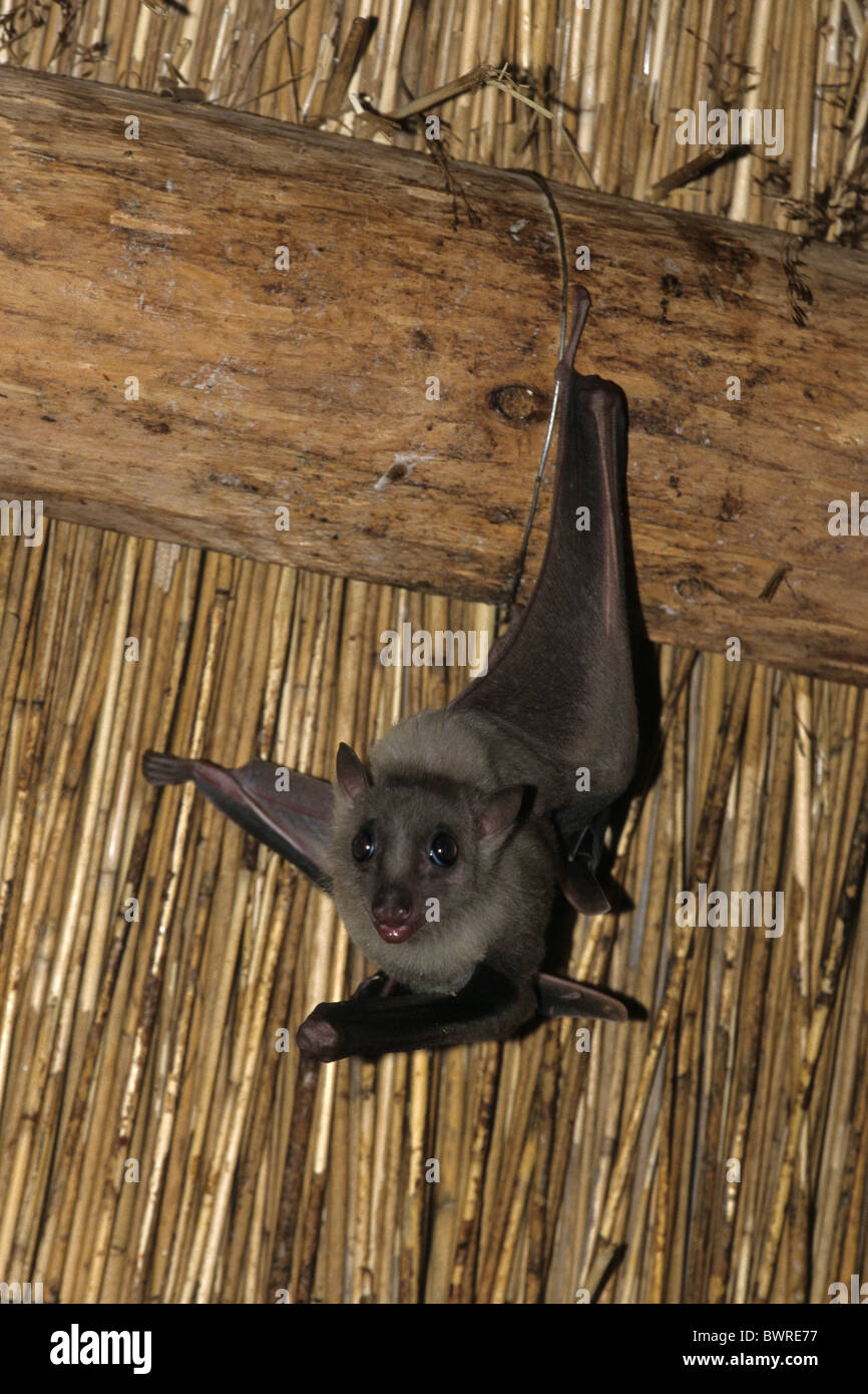 Egyptian Fruit Bat Egyptian Rousette Rousettus aegyptiacus nocturnal