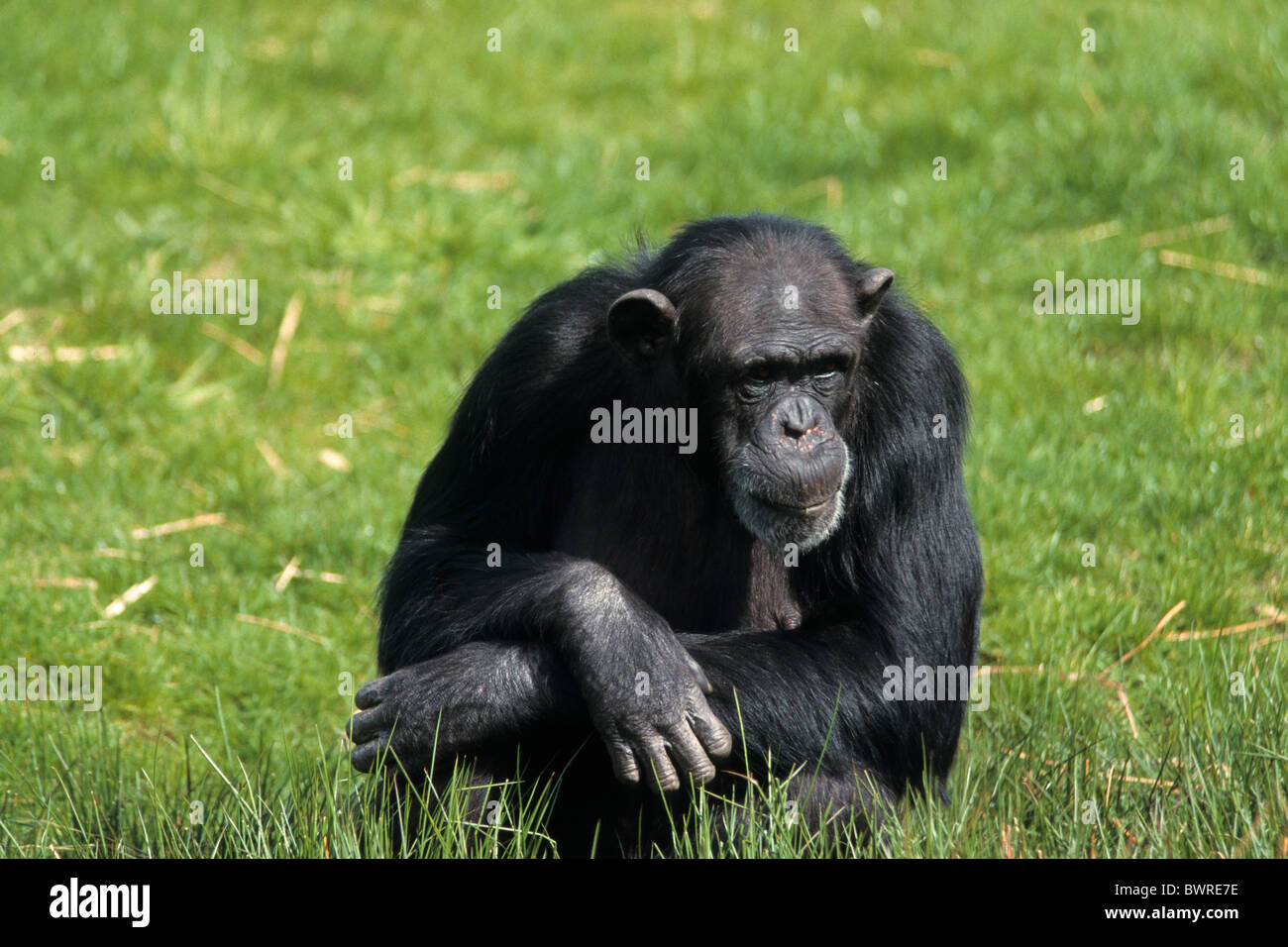Common Chimpanzee Pan troglodytes animal animals ape apes one Stock
