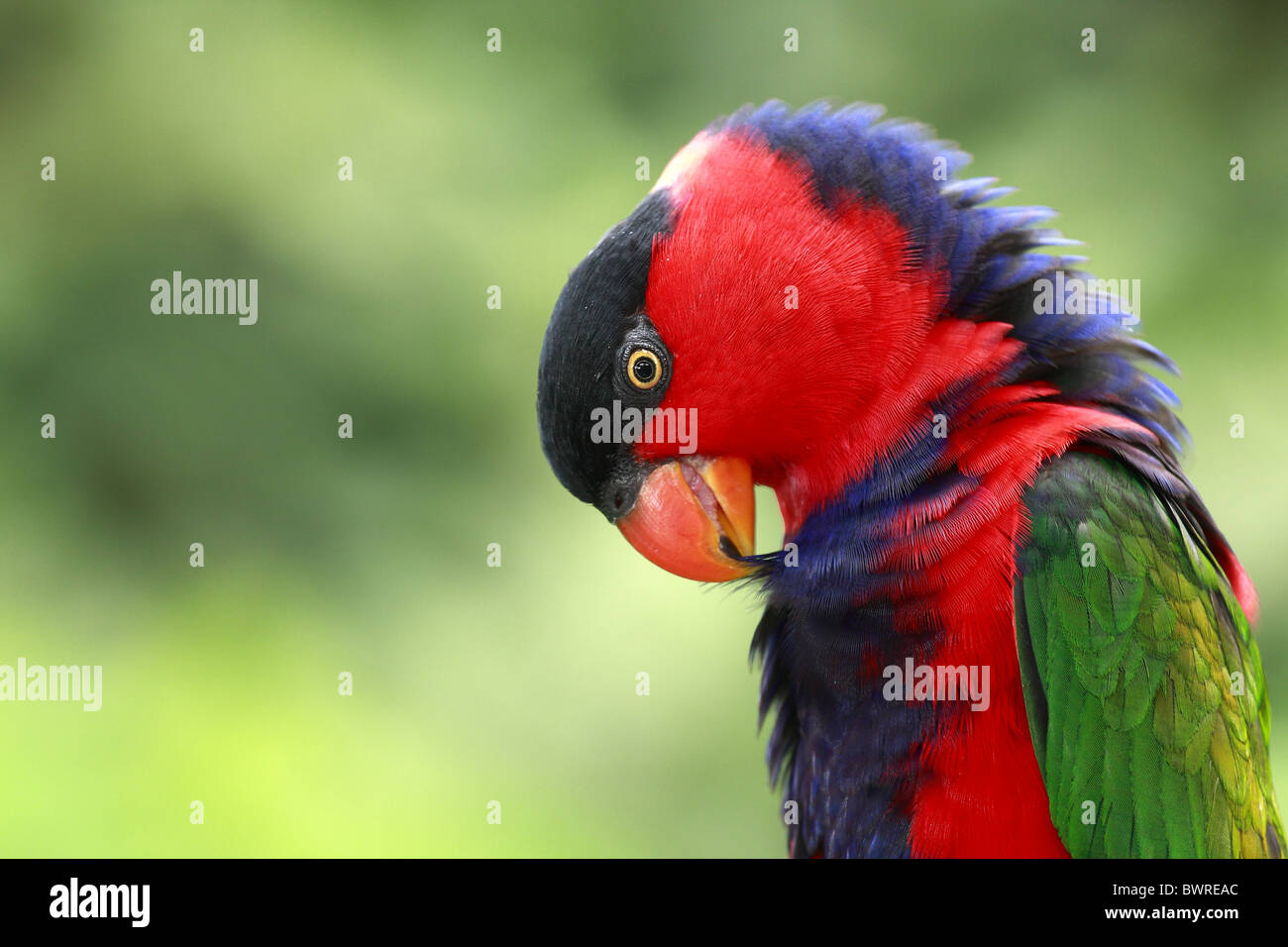 Lorius Black capped lory bird lorius lory hi-res stock photography and images ...