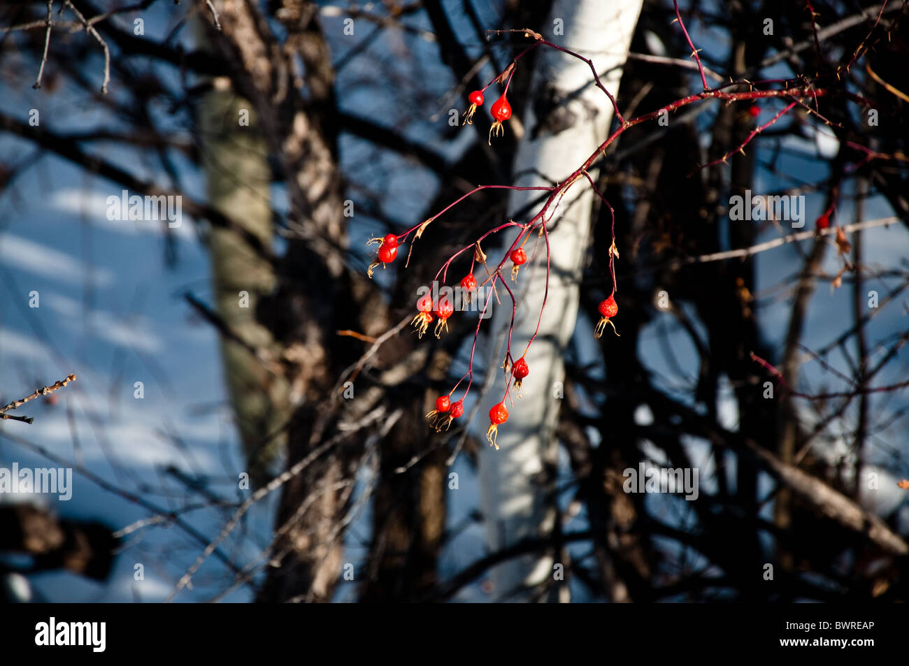Berries in the trees Stock Photo