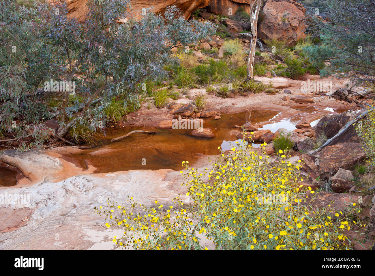 Red cliffs, pink sand, waterhole and yellow flowers, Homestead Creek