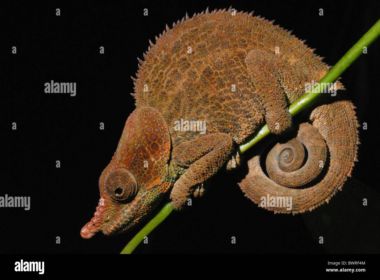 Cryptic Chameleon in Ranomafana National Park, Madagascar Stock Photo