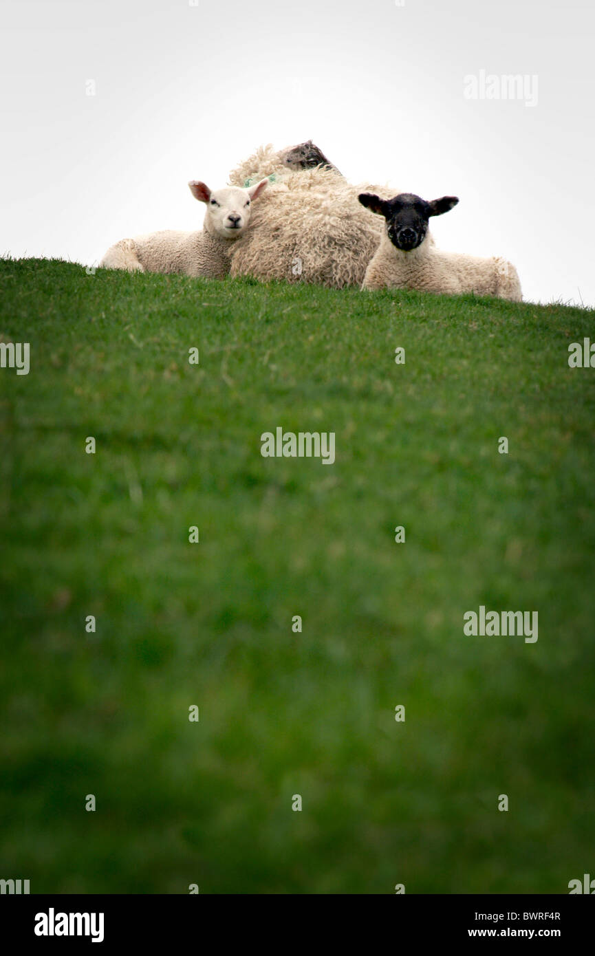 A Ewe with her two lambs on a hill top in The lake District Stock Photo