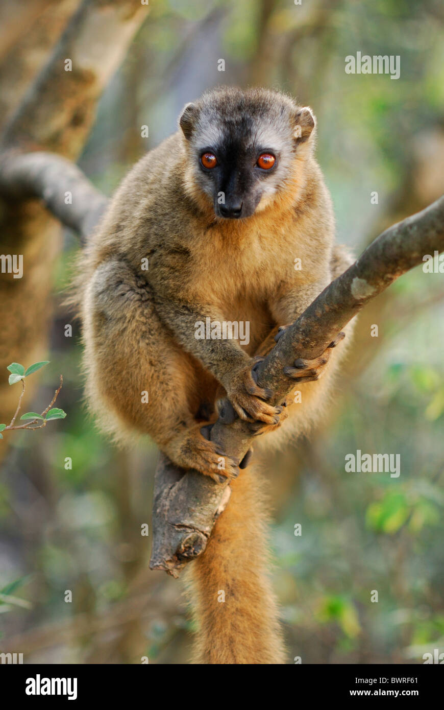 Red-fronted Brown Lemur in Isalo National Park Stock Photo