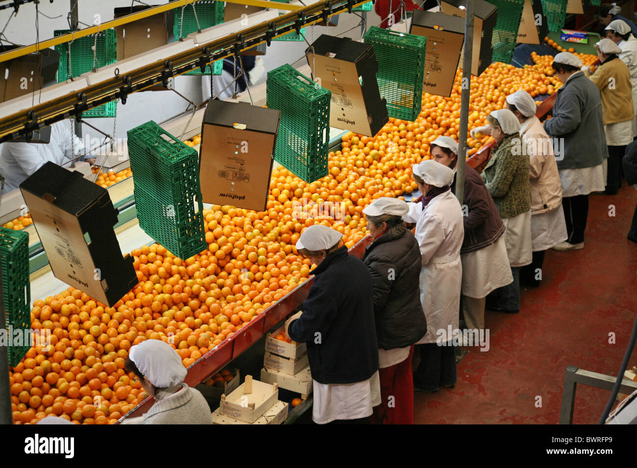 Oranges Tangerines Spain Europe Valencia Food Factory Inside Indoor Citrus fruits Fruit