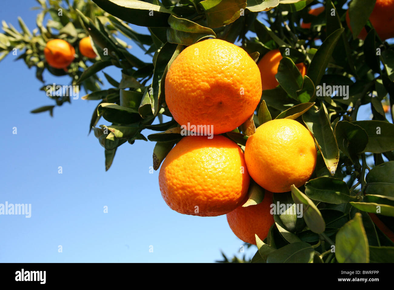 Oranges Tangerines Spain Europe Valencia Food Citrus fruits Fruit