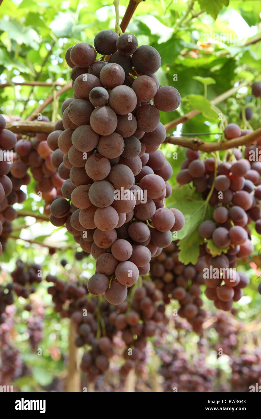 Italy Europe Province of Bari Apulia region Southern Italy Food Grapes Vineyard Vine Wine Harvest Farming Stock Photo