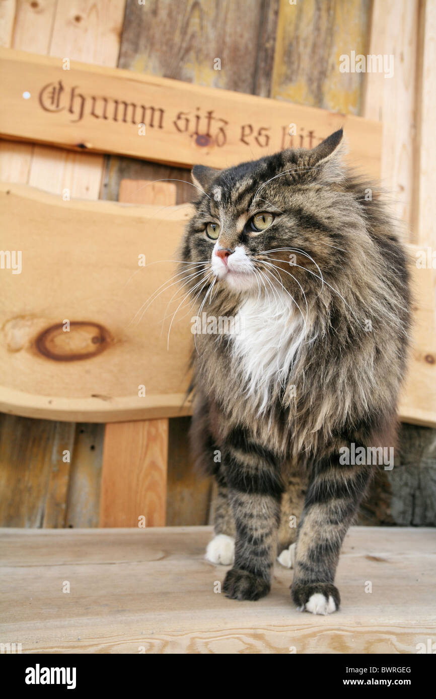 Switzerland Europe Outdoor Outdoors Outside alpine alps mountain mountains rural tabby cat pets pet cats Stock Photo