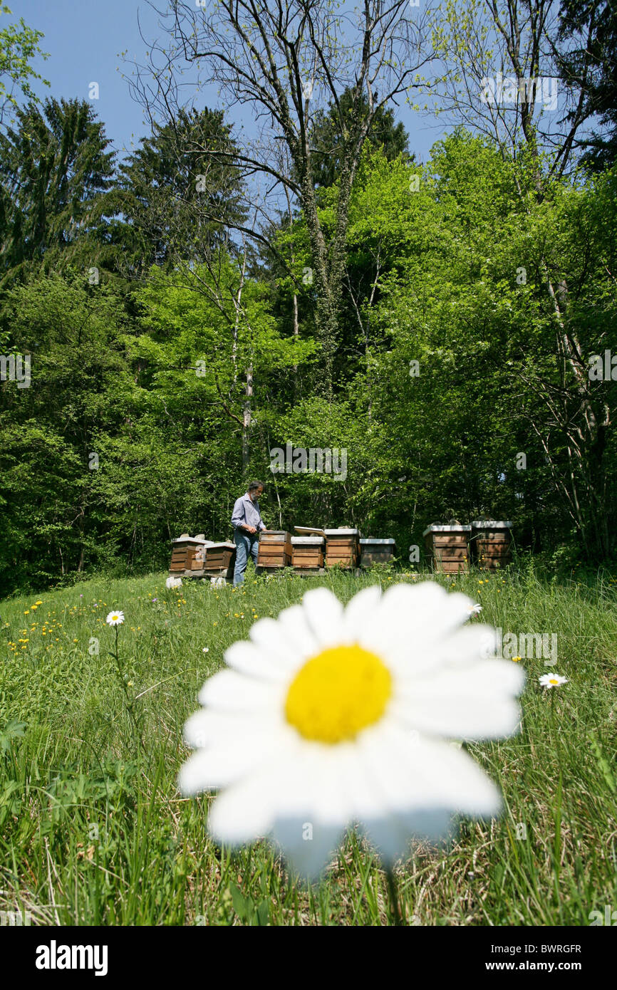 Switzerland Europe Honey bees Outdoor Outdoors Outside bee animals