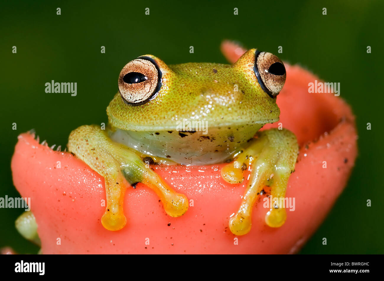 Hyla granosa tree frog from Ecuador Stock Photo