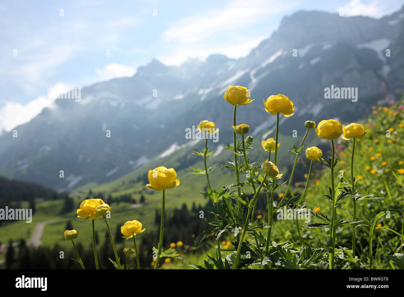 Switzerland Europe Globe-flower Trollius europaeus Schwagalp Outdoor Outdoors Outside landscape alpine alps Stock Photo