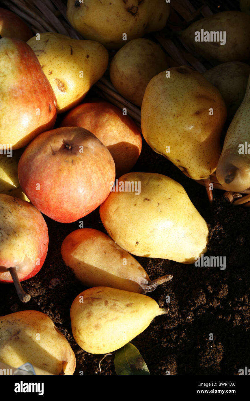 basket full of fruit in orchard Stock Photo Alamy
