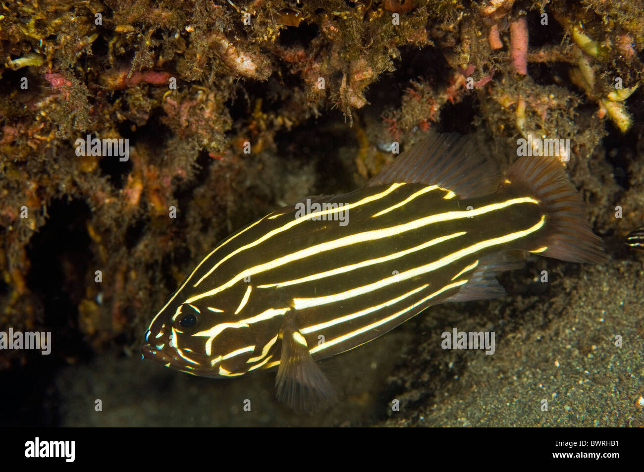 https://c8.alamy.com/comp/BWRHB1/six-lined-soapfish-grammistes-sexlineatus-raja-ampat-indonesia-BWRHB1.jpg